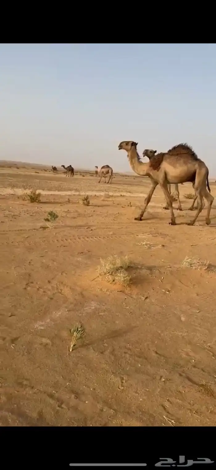 قعود وثلاث أبكار للبيع 0