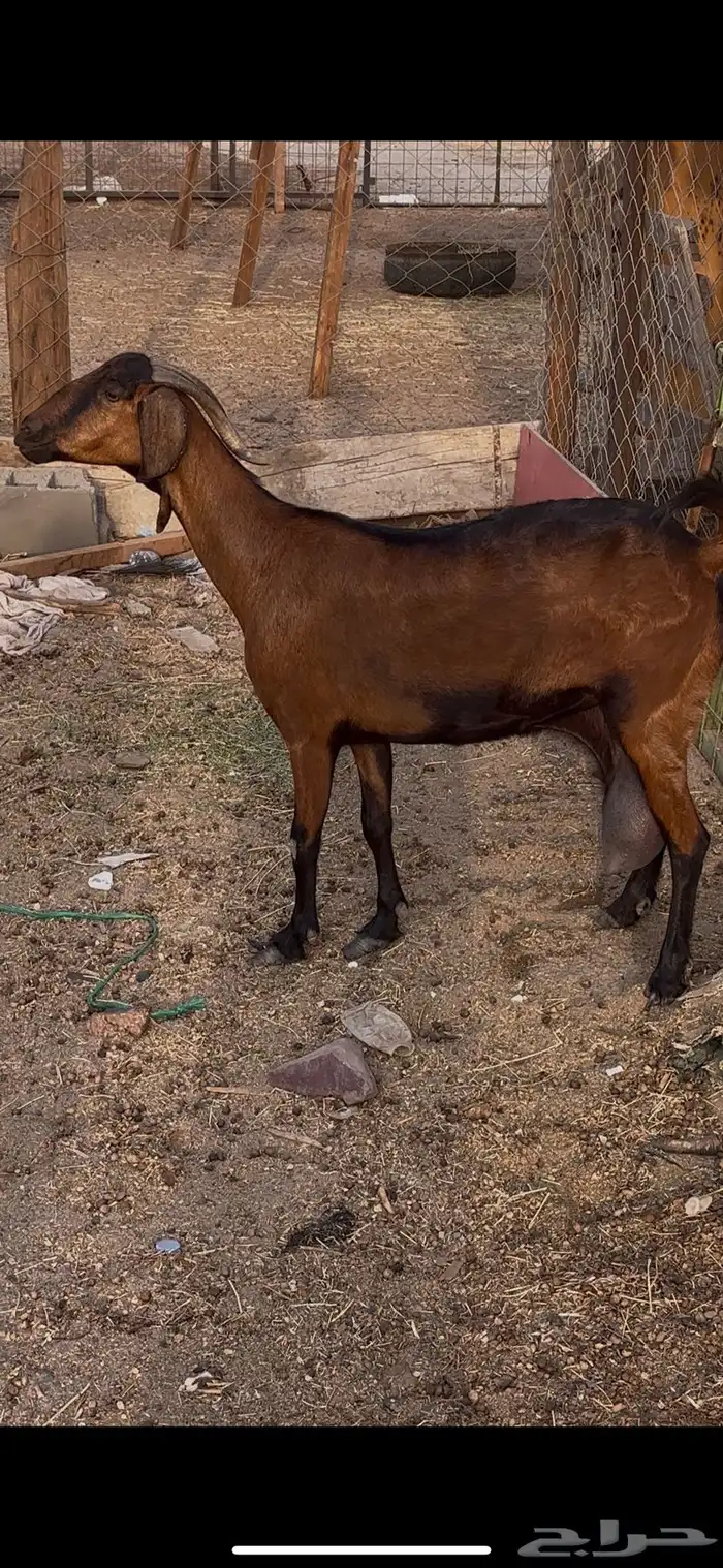 عنز دهماء مطوره 1