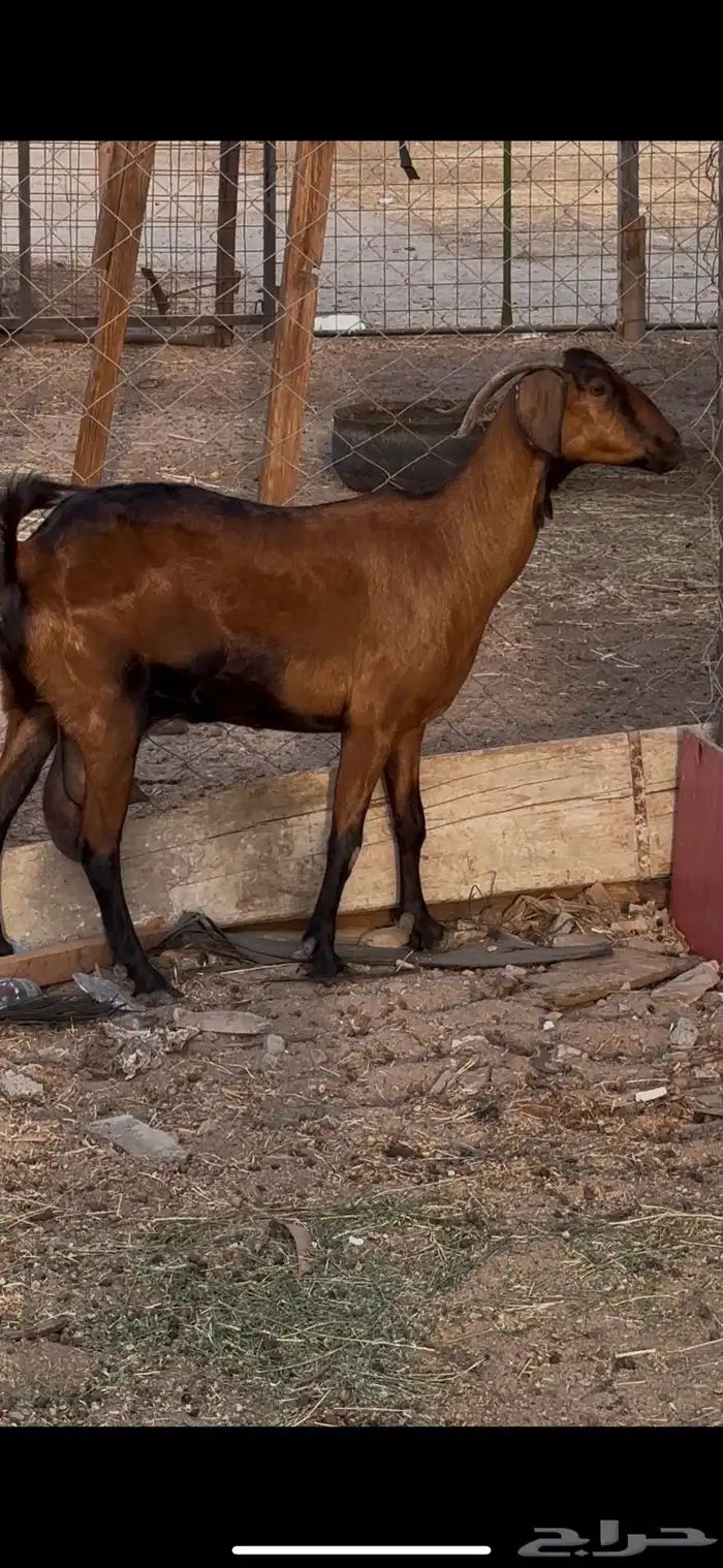 عنز دهماء مطوره 5