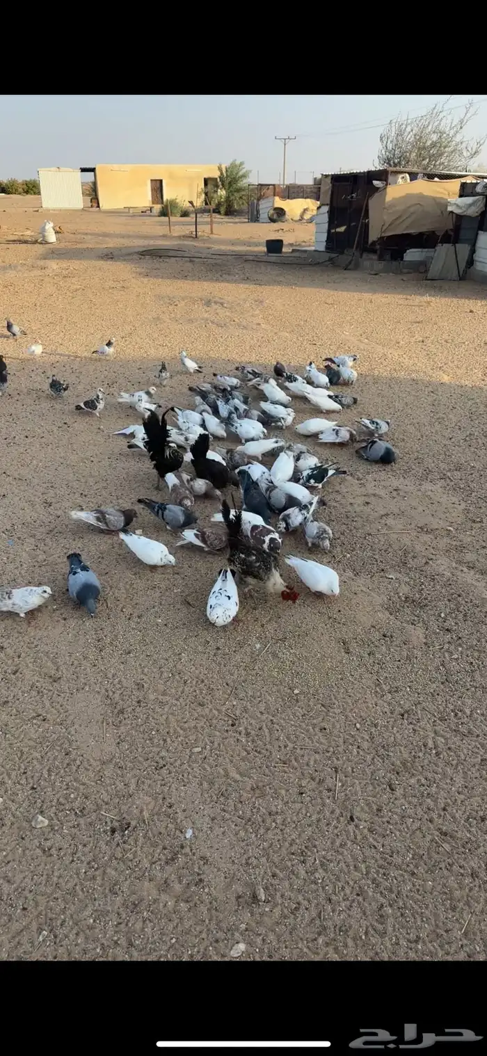 حمام هجين فرنسي على زاجل على مصري 0