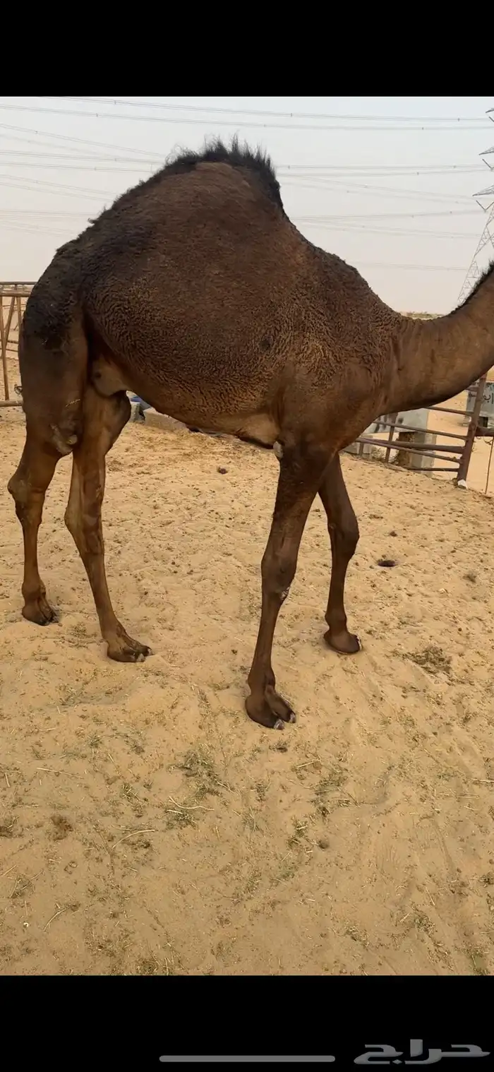 قعود كايف للبيع رقم الجوآل 0