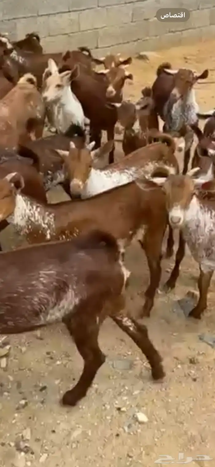 غنم ماعز دهم وشح محايليه مقاني 3