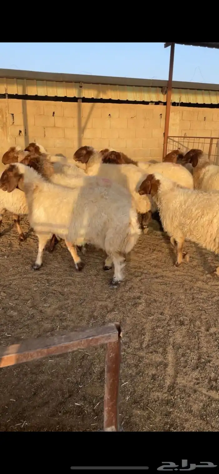 نعيم مضاريع شرط العدد 13 راس وحده حايل 2