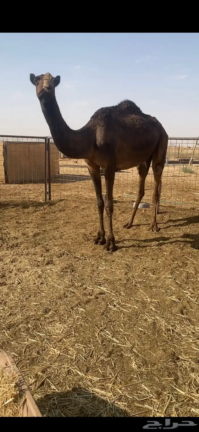 للبيع بكرة مجهم 2