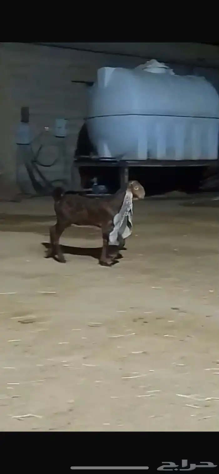 جفر ناسي حجازي فاخر يدغر 0