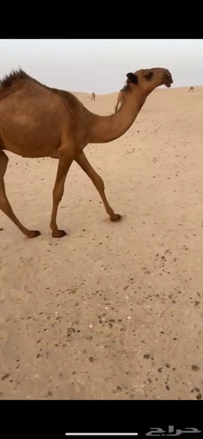 قعود اشعل كفو 0