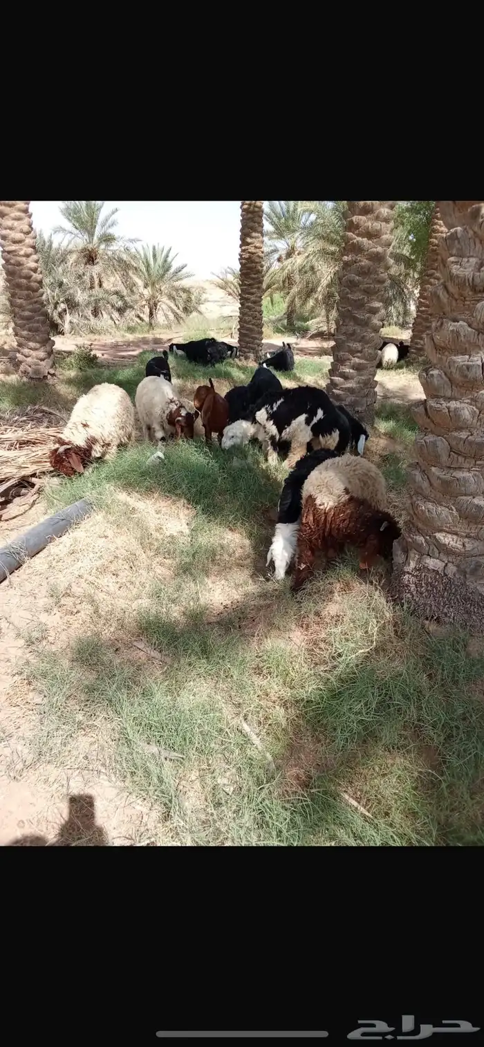 ذبايح جذعان نعيمي ونجدي عدد 12 13