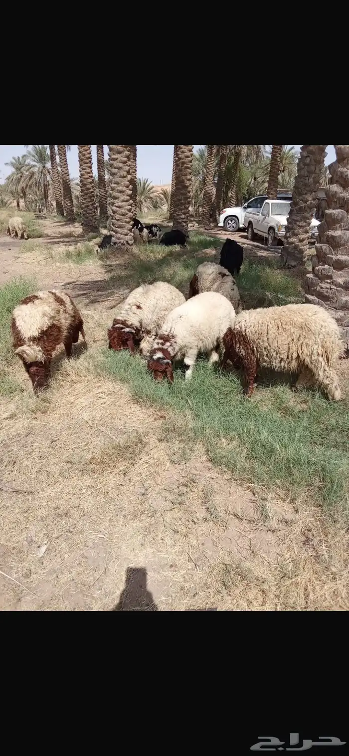 ذبايح جذعان نعيمي ونجدي عدد 12 2