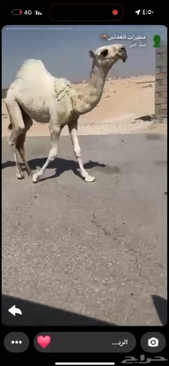 قعود رماني فاخر مشروع فحل 0