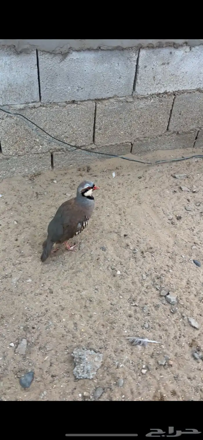 شنير للبيع 0