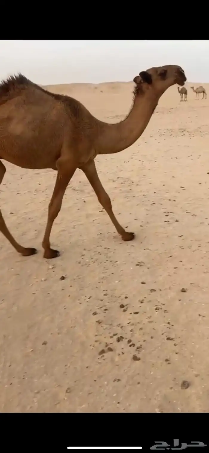 قعود اشعل كفو 2