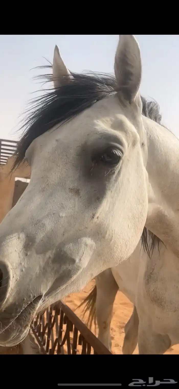 خيل 0