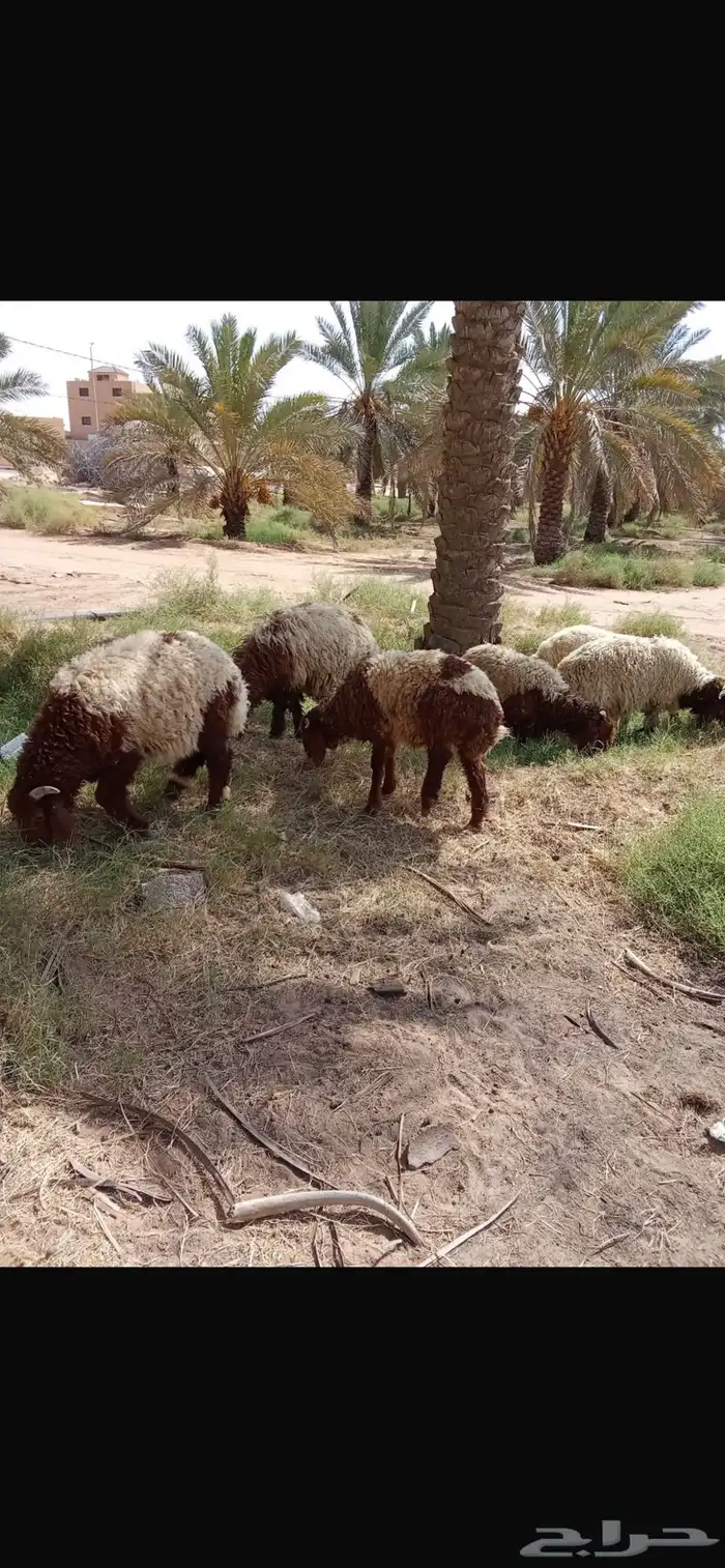ذبايح جذعان نعيمي ونجدي عدد 12 1