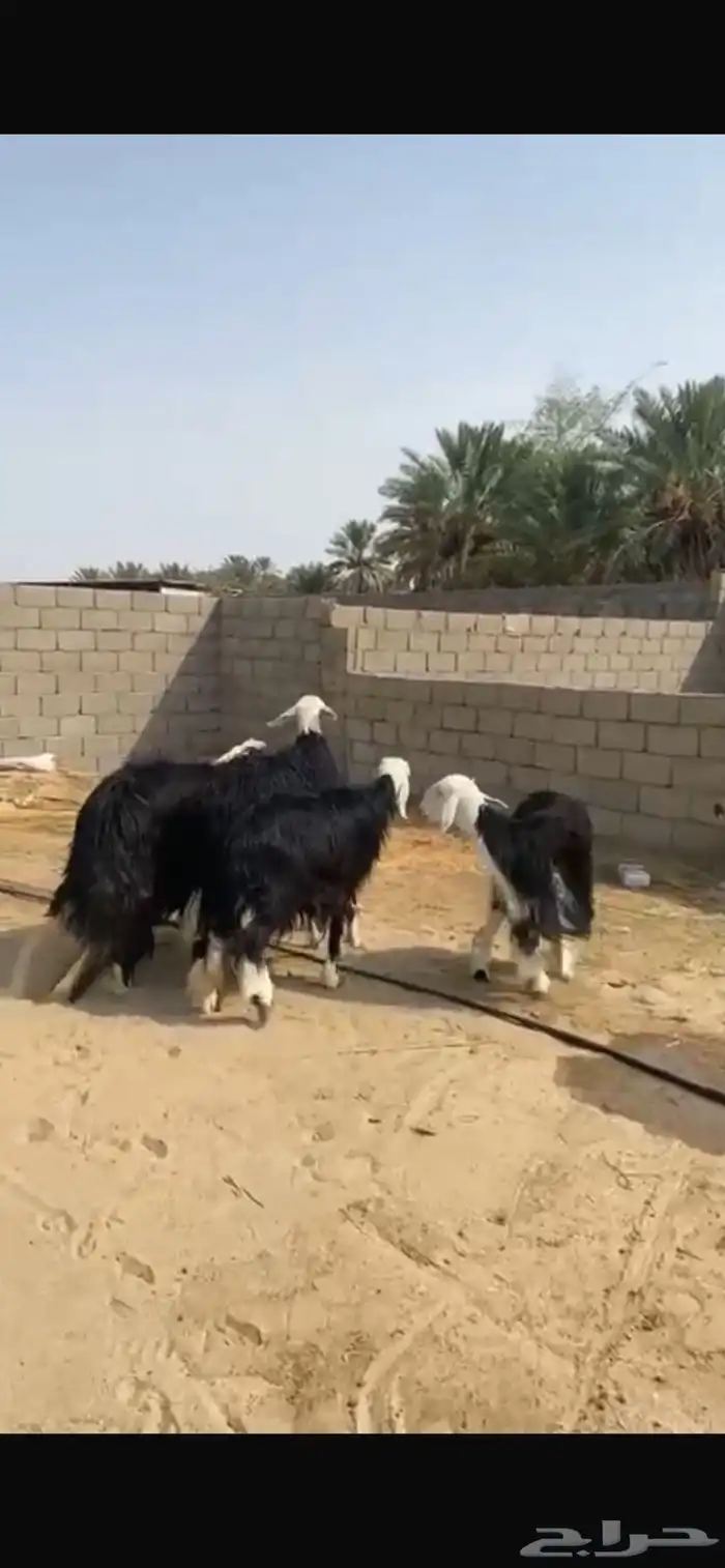 للبيع غنم نجد صنف 0