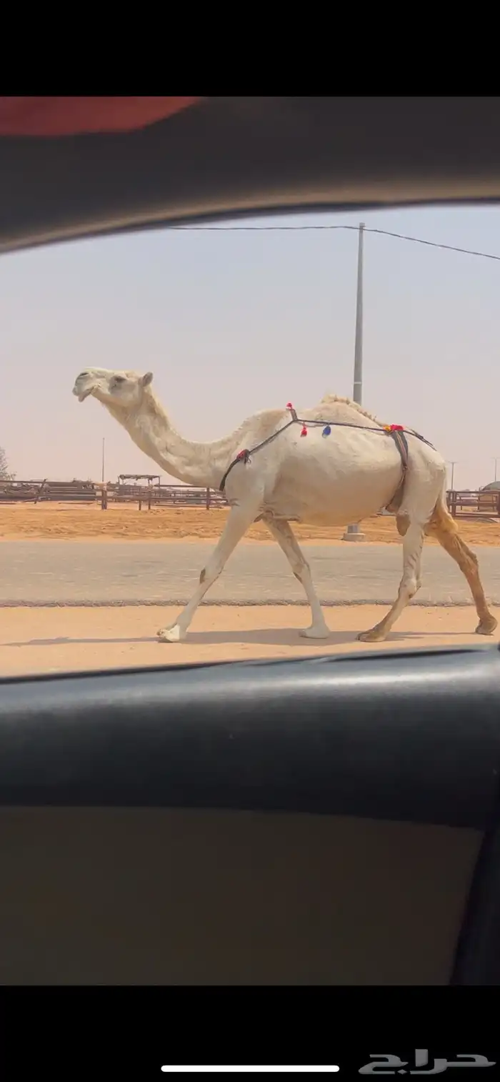 لقحه طيبه 0