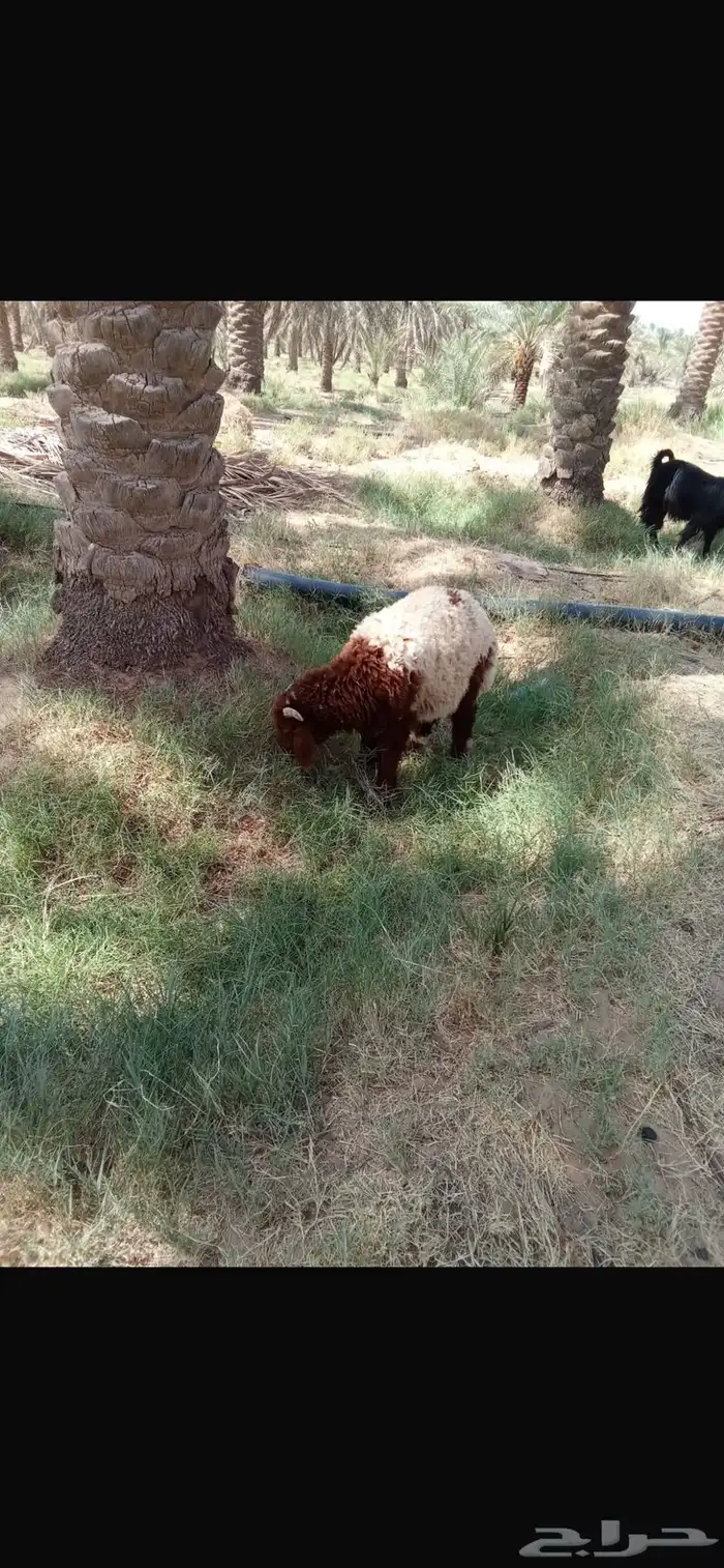 ذبايح جذعان نعيمي ونجدي عدد 12 12