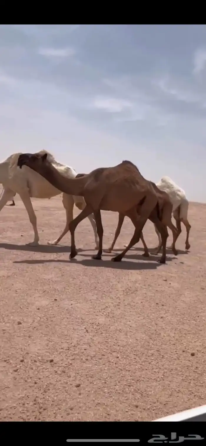 البيع الصفرا سنها لقيه 0