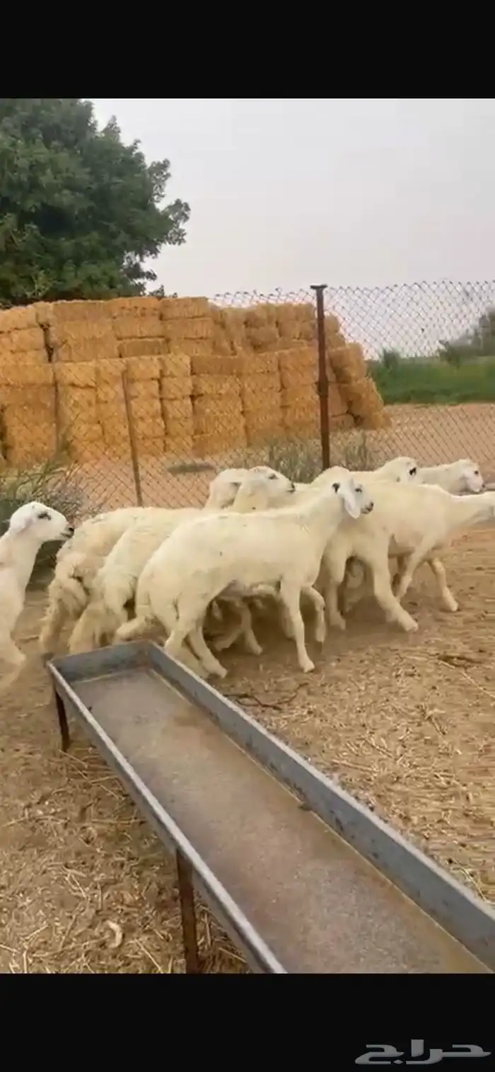 للبيع جذعان حريات طيبات 0