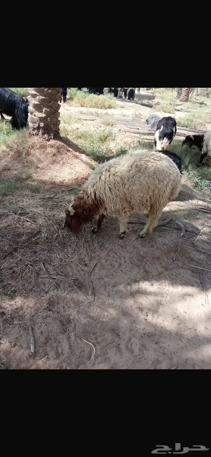 ذبايح جذعان نعيمي ونجدي عدد 12 3
