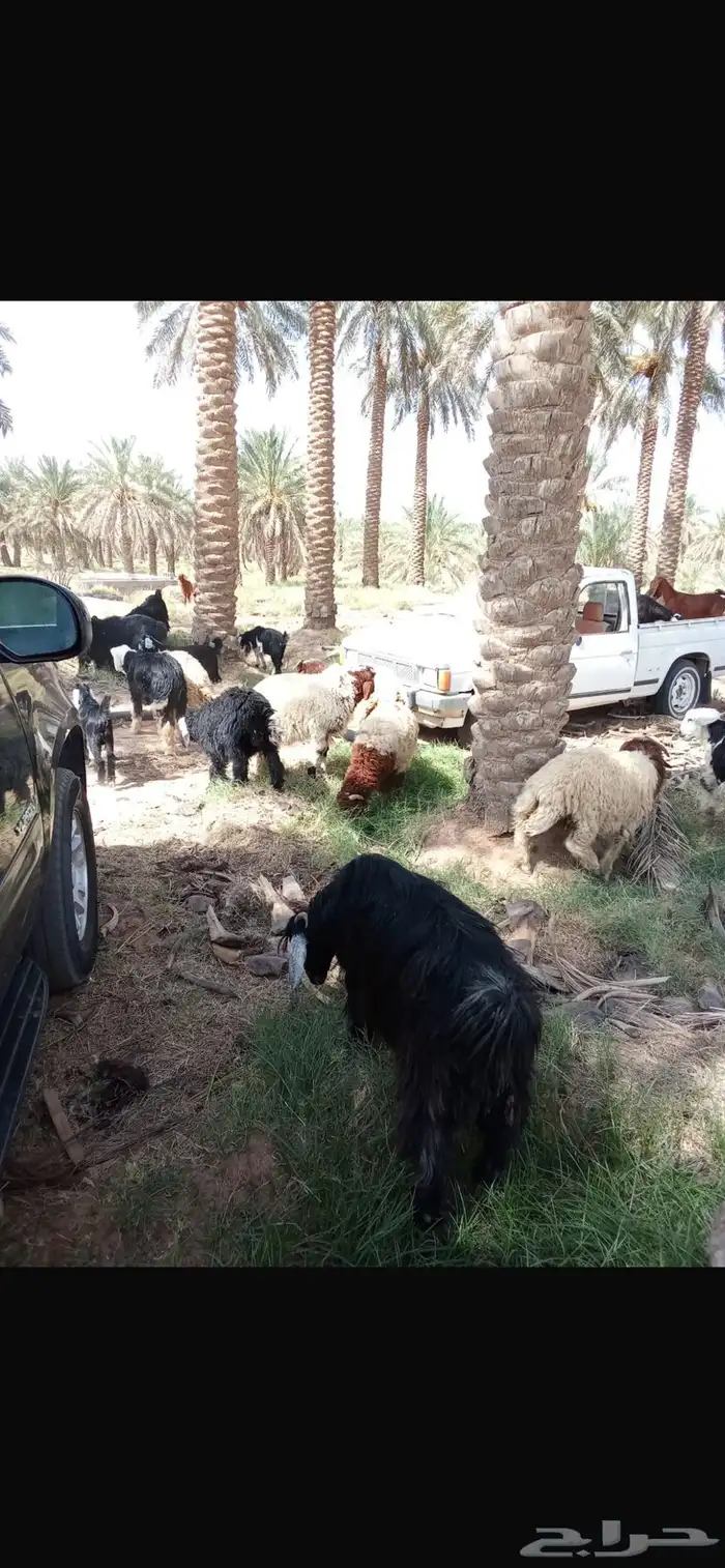 ذبايح جذعان نعيمي ونجدي عدد 12 8
