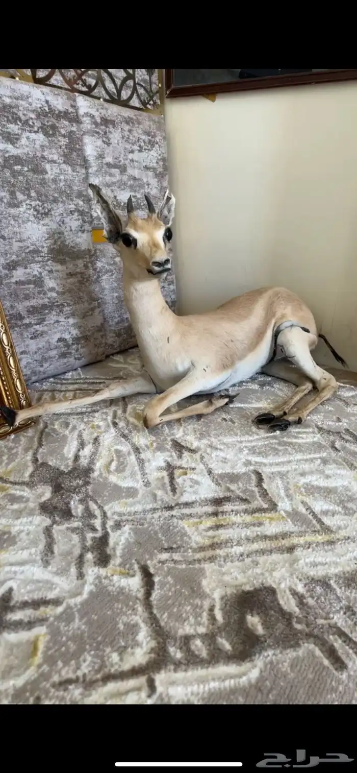 غزال محنط للبيع 0