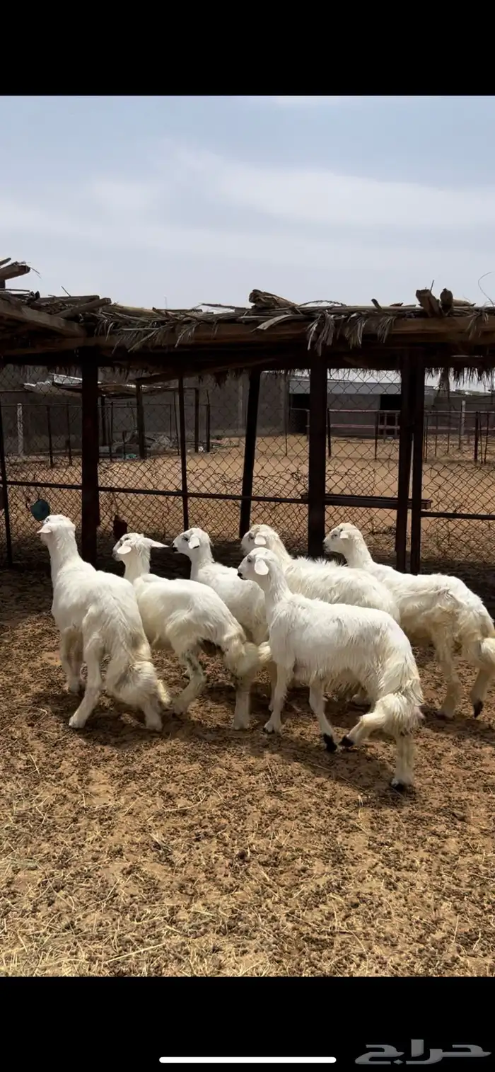 خرفان ورخال 1