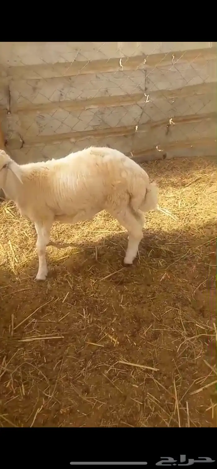 طلي حري 3