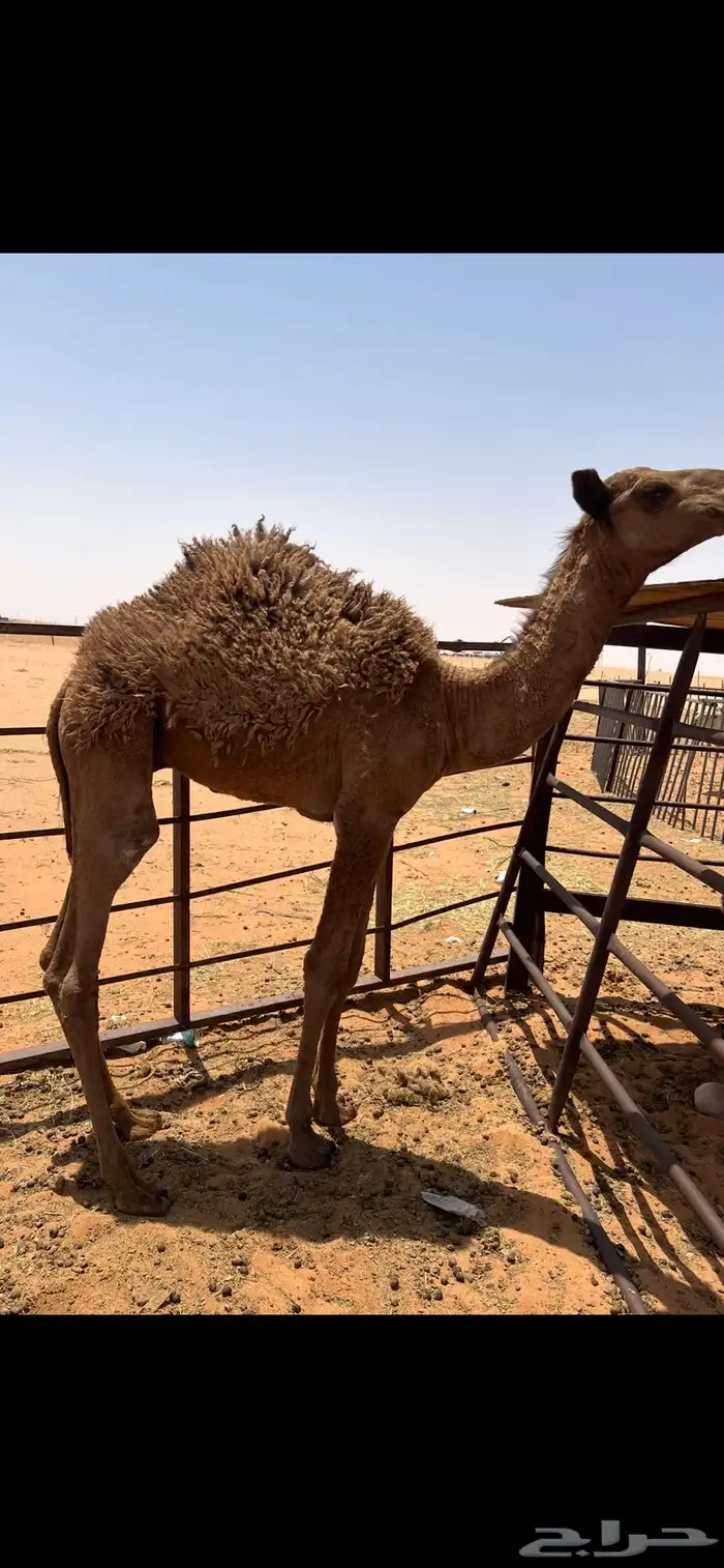 حاشي لباني تم البيع خارج الموقع 0