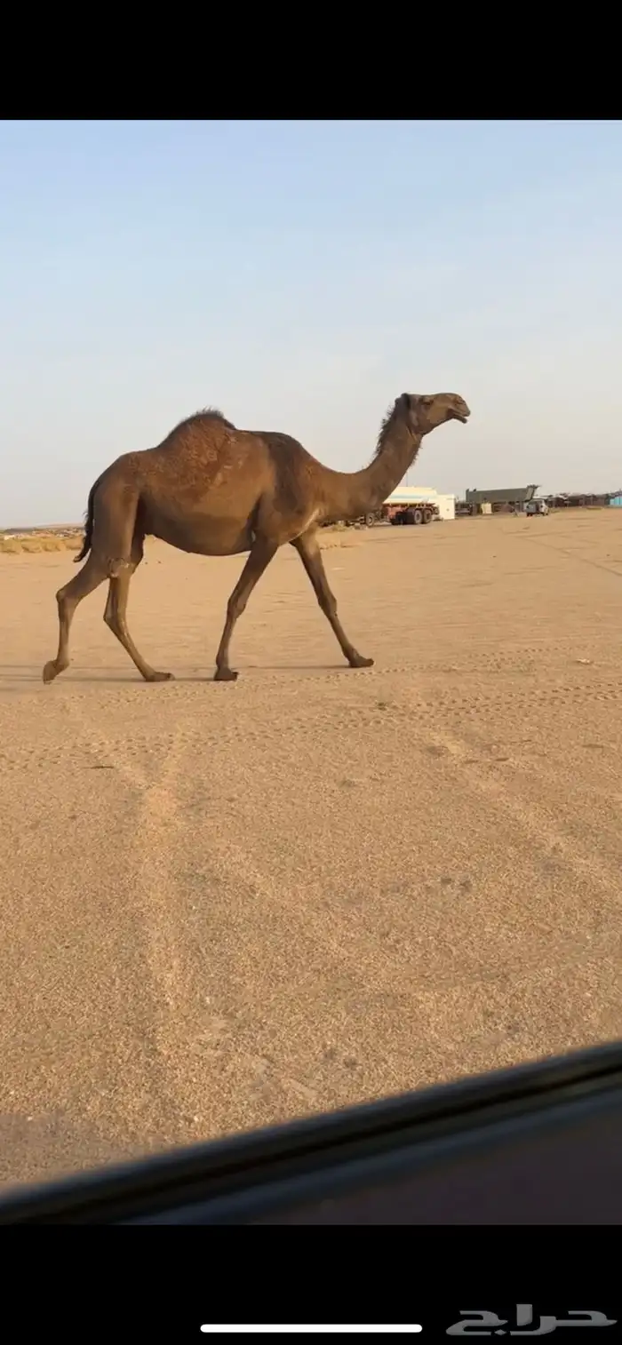 لقحه صفرا كفووو 1