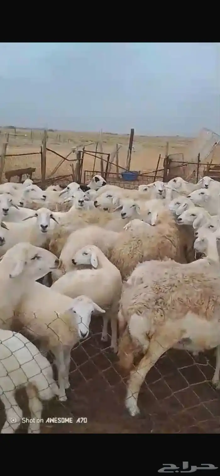 غنم طيبه العدد 120 راس الولد 12 غنم طيبه 1