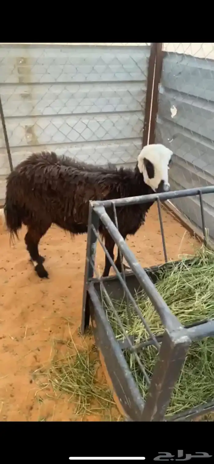 شاه مهجنه سنها رباع 0