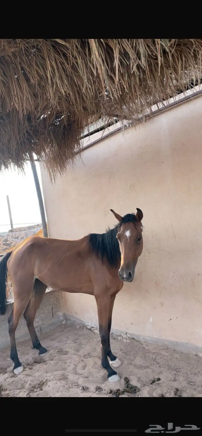 فرس شعبيه 1