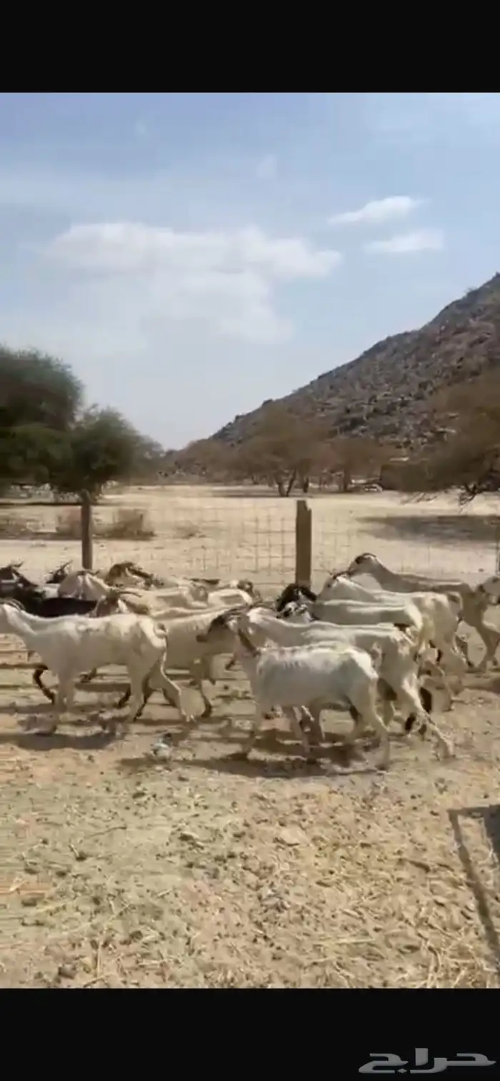 معزاء مقنوي حد بيع لراس 310ريال 3