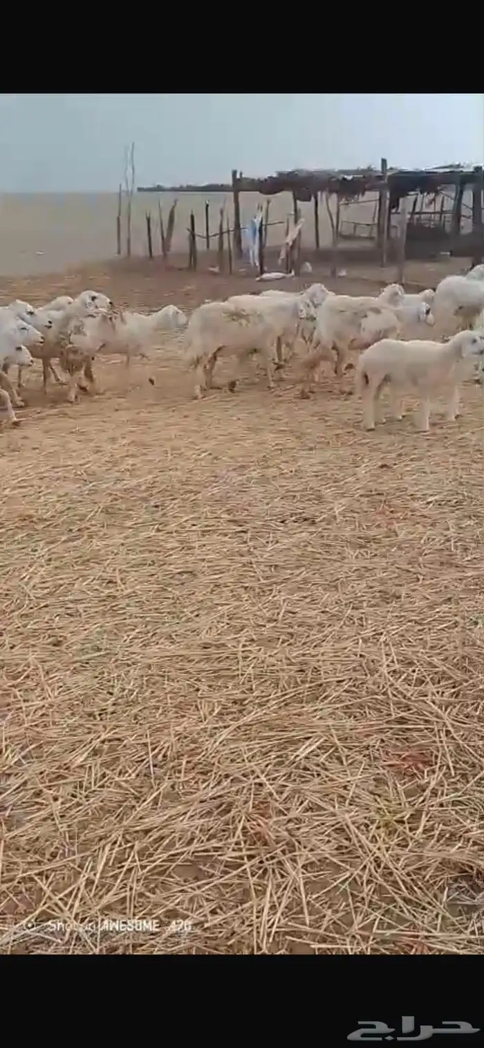 غنم طيبه العدد 120 راس الولد 12 غنم طيبه 4