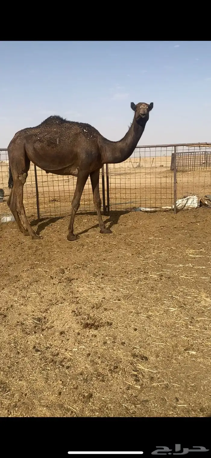 للبيع بكرة مجهم 0