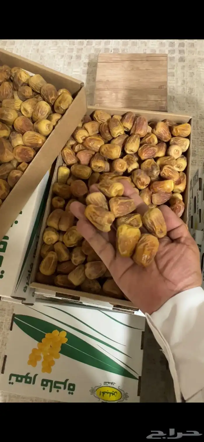 تمر سكري 3