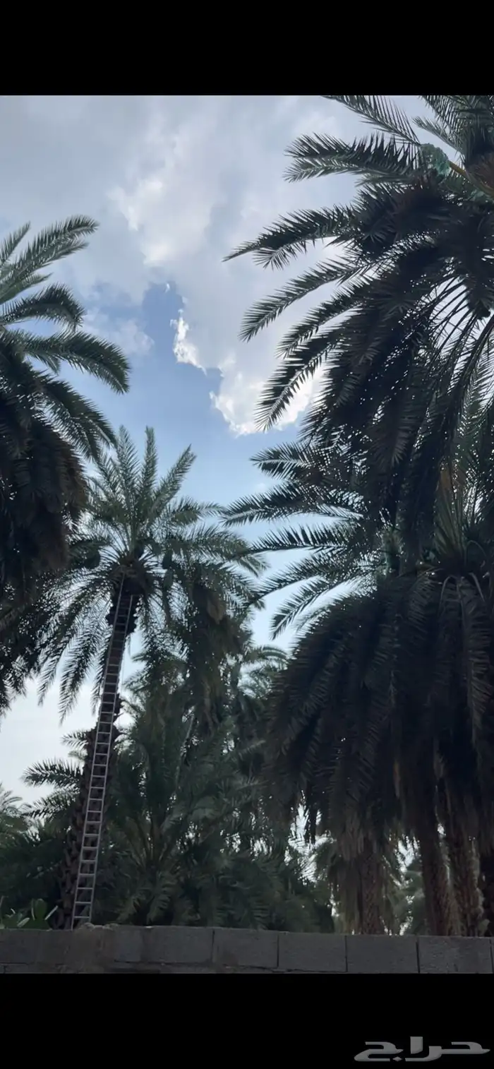 برني العيص الفرع 7