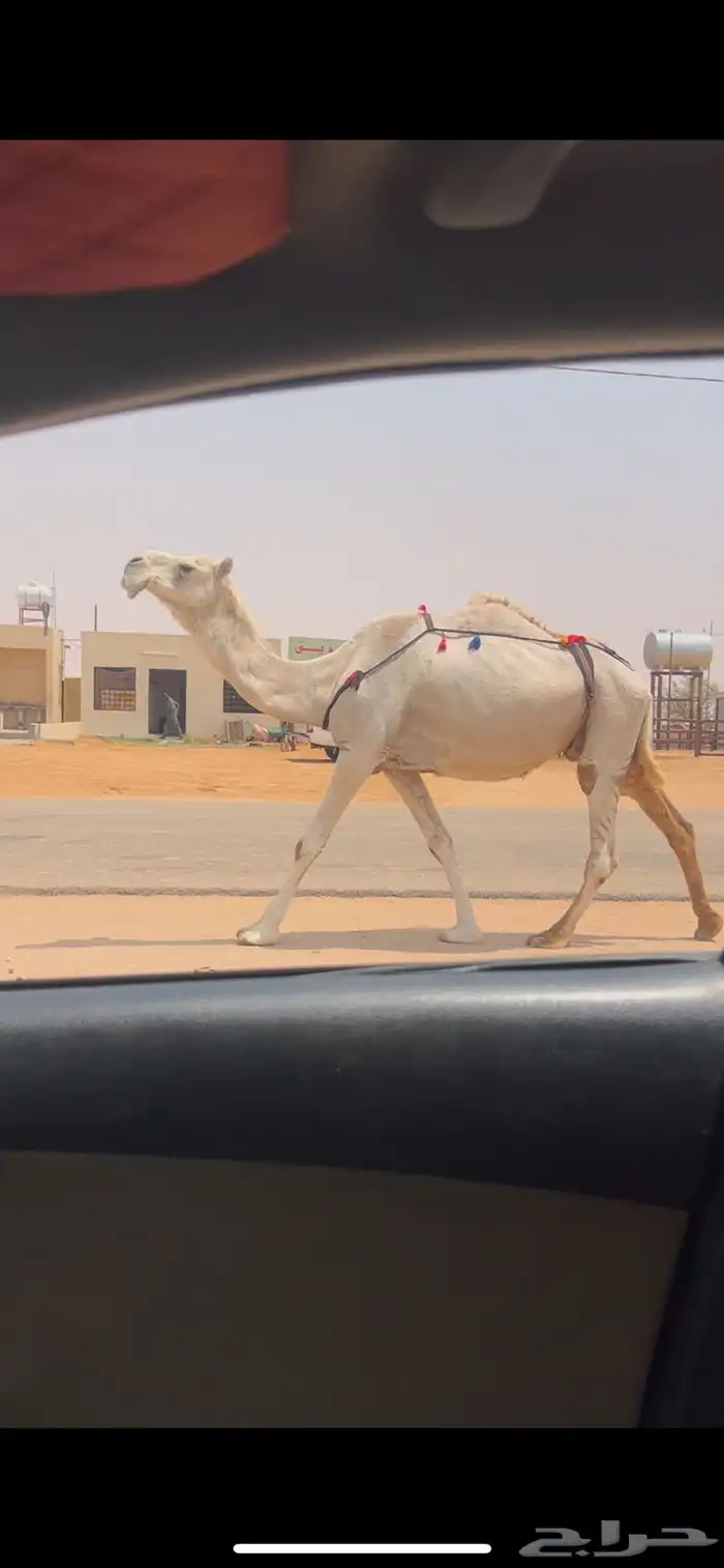لقحه طيبه 3