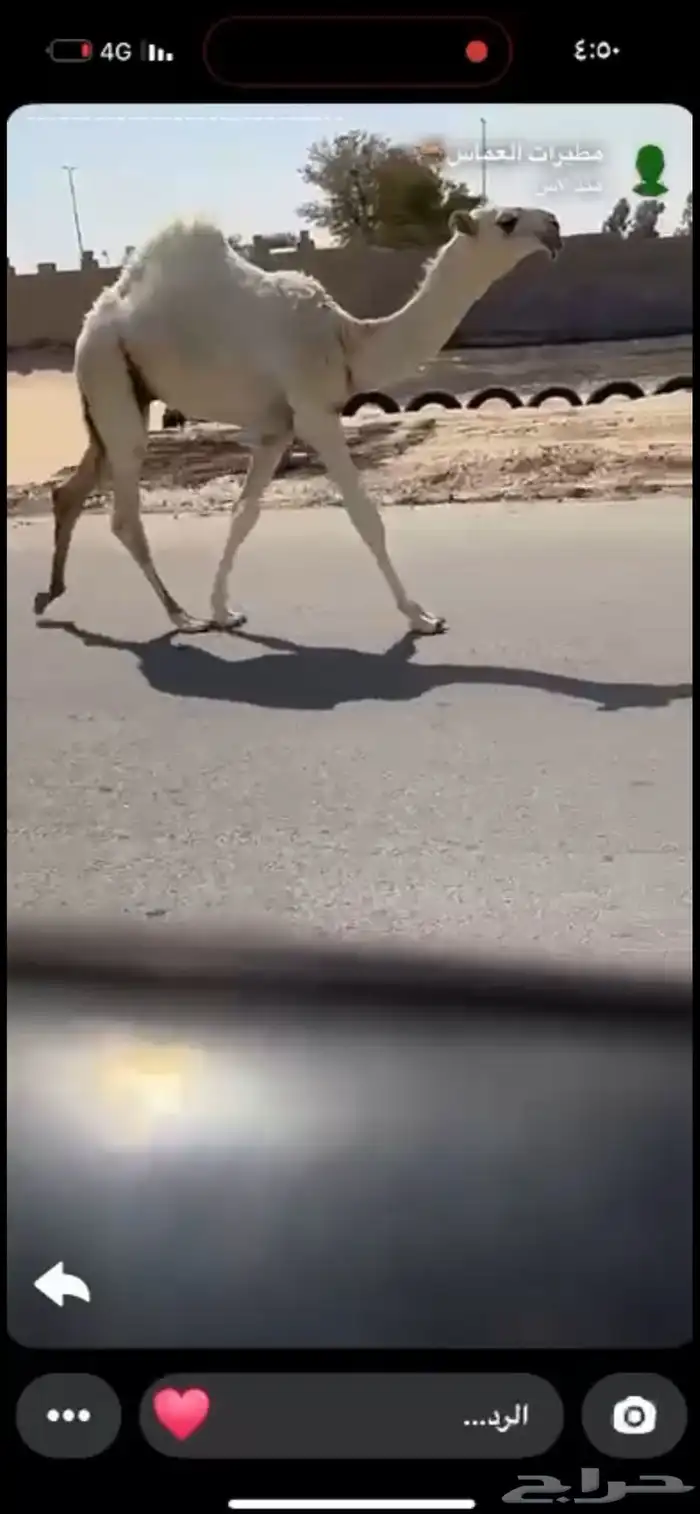 قعود رماني فاخر مشروع فحل 2