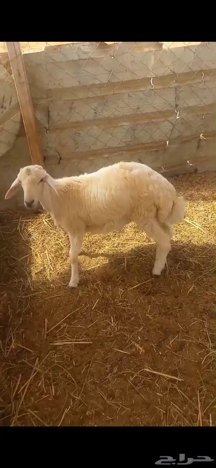 طلي حري 1
