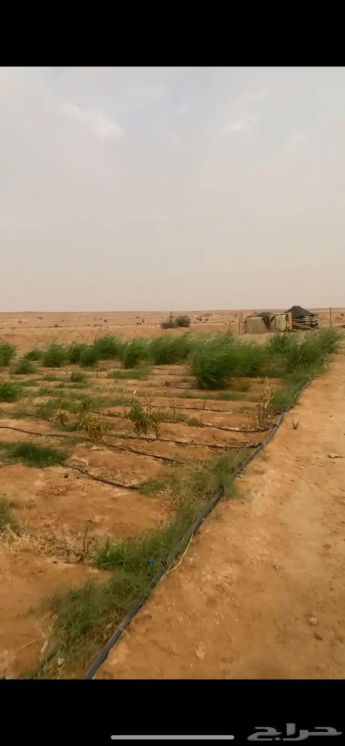 تصلح لأهل الحلال في الهجره 0