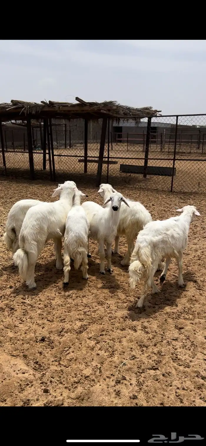 خرفان ورخال 2
