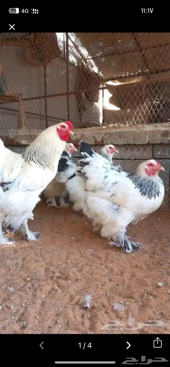 دجاج براهماء دم صافي اصل الصحه سليمه و اخذ كل التطعيمات عمر 4