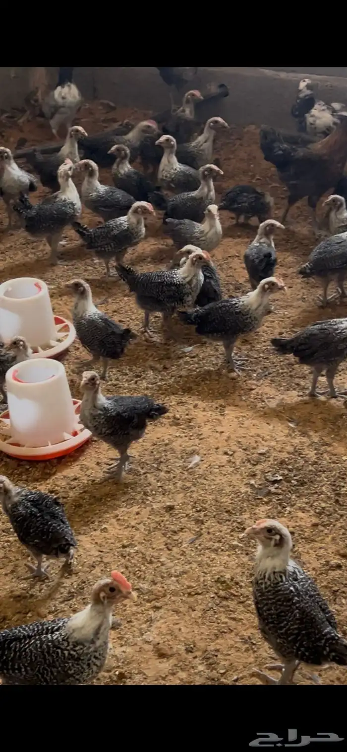 صوص فيومي للبيع الموقع الاسياح 0