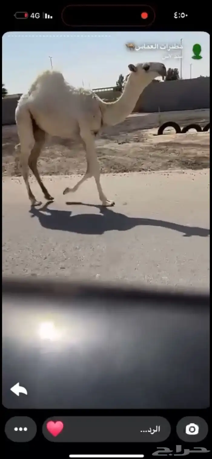 قعود رماني فاخر مشروع فحل 1