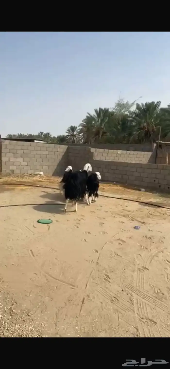 للبيع غنم نجد صنف 3