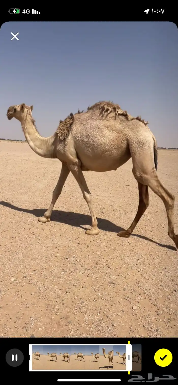 بكره طيبه 1