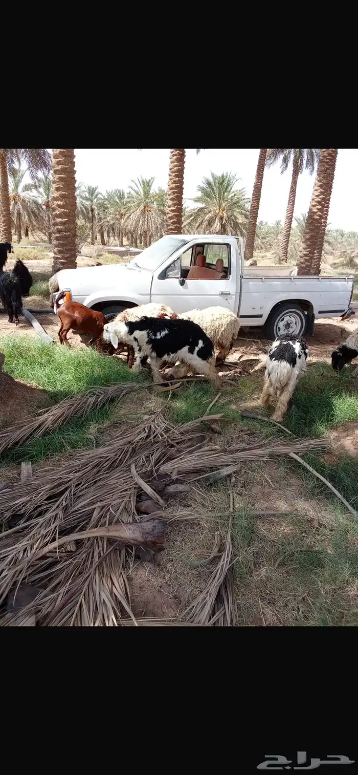 ذبايح جذعان نعيمي ونجدي عدد 12 9