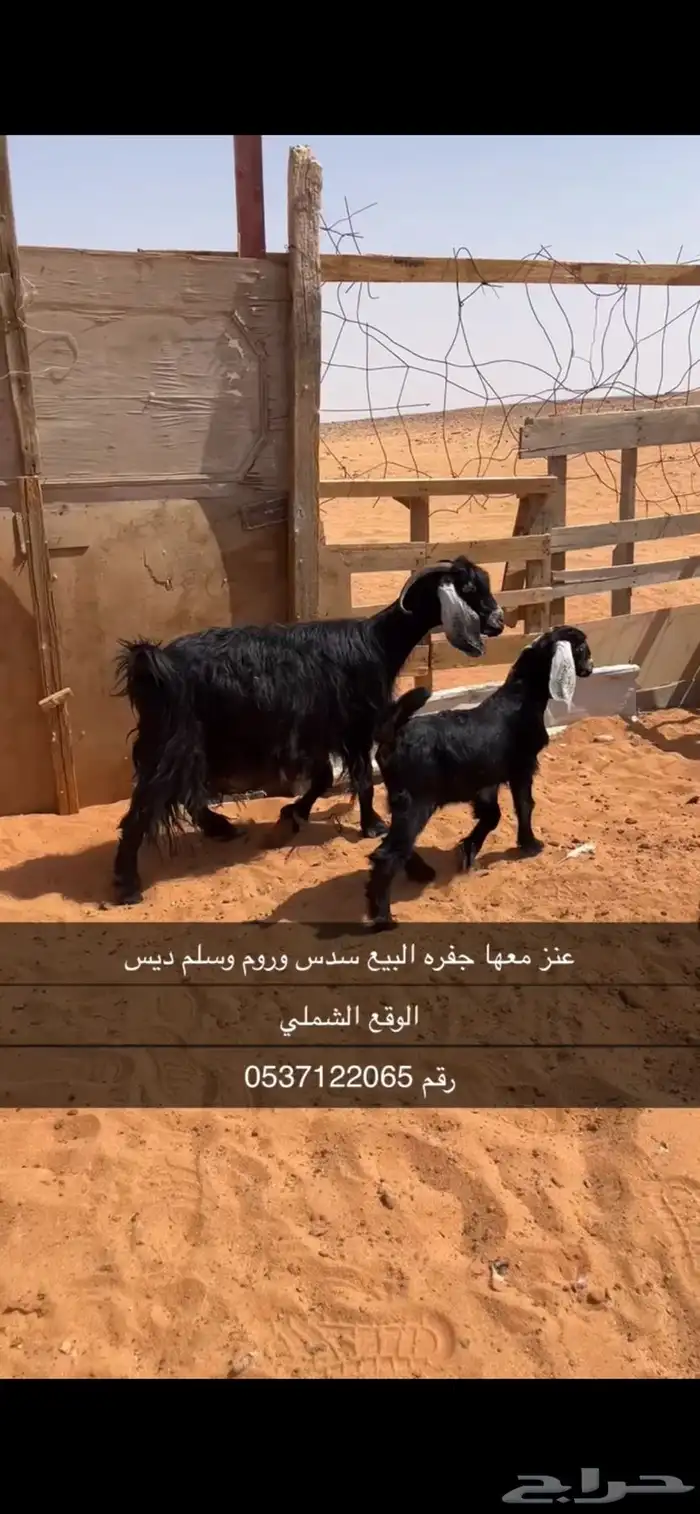 عنز معها جفره 0