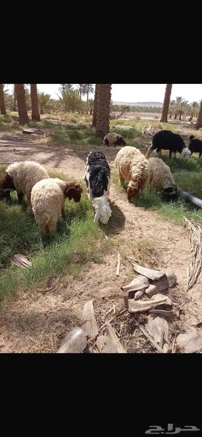 ذبايح جذعان نعيمي ونجدي عدد 12 10